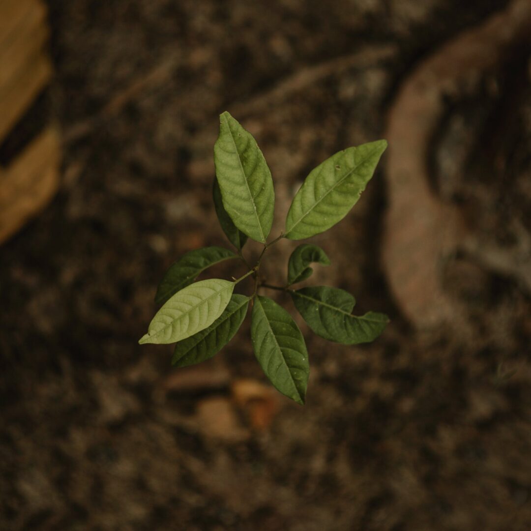 Young plant with green leaves on soil.