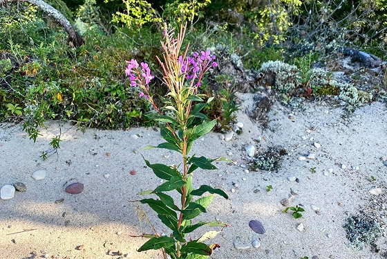 Pink flowering plant on sandy terrain.
