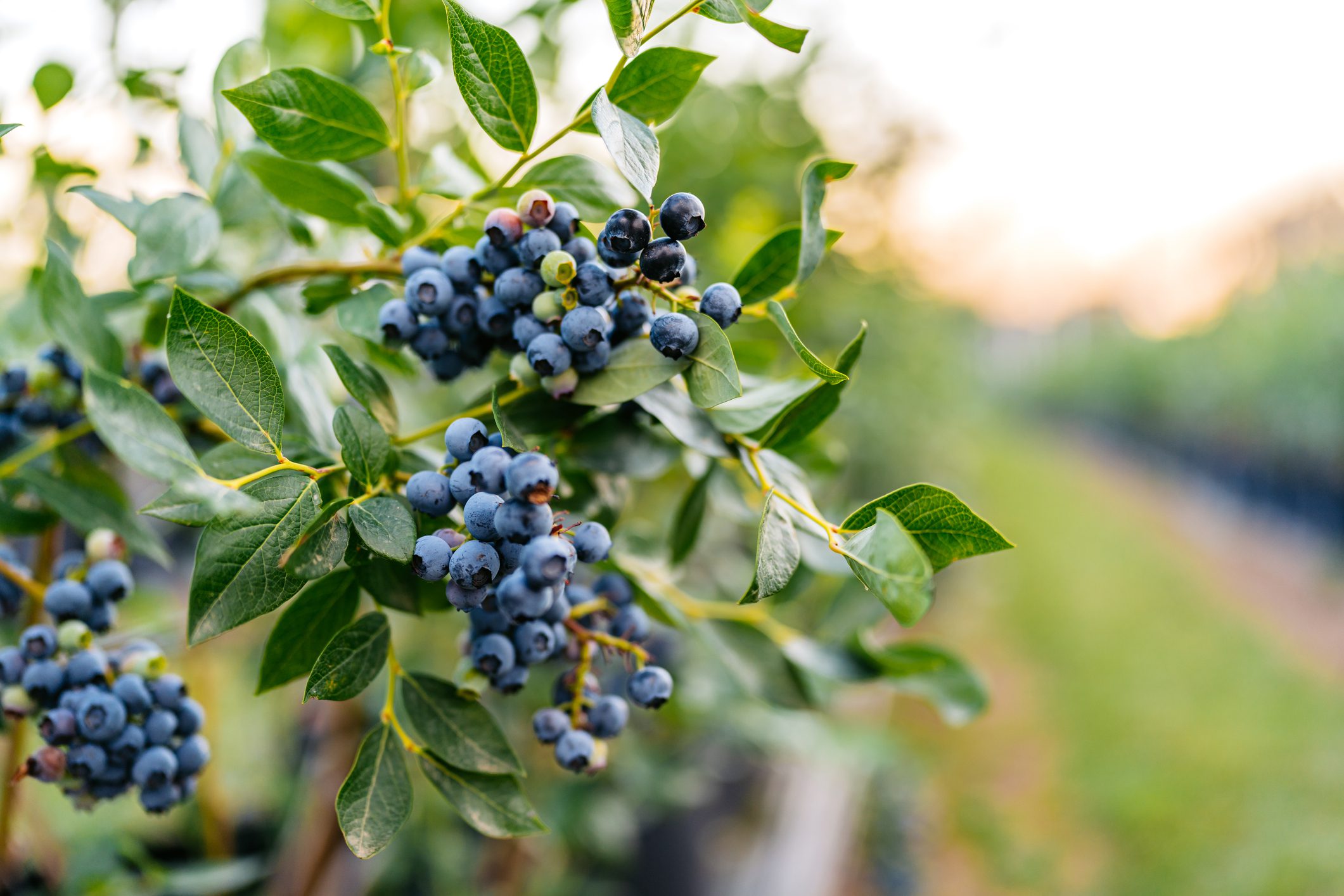 Blueberries on a branch in an agricultural field.