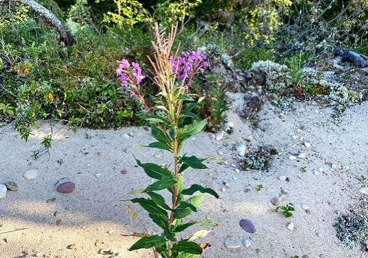 Pink flowering plant on sandy terrain.
